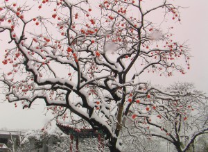 陵园柿子树雪景