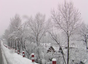 陵园路上雪景